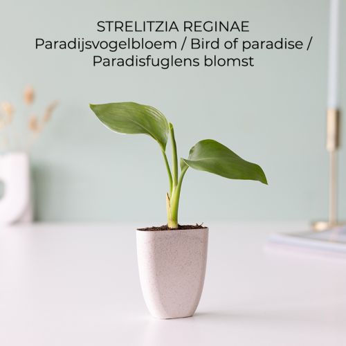 Trægave med Tiny Tony’s - Bild 6